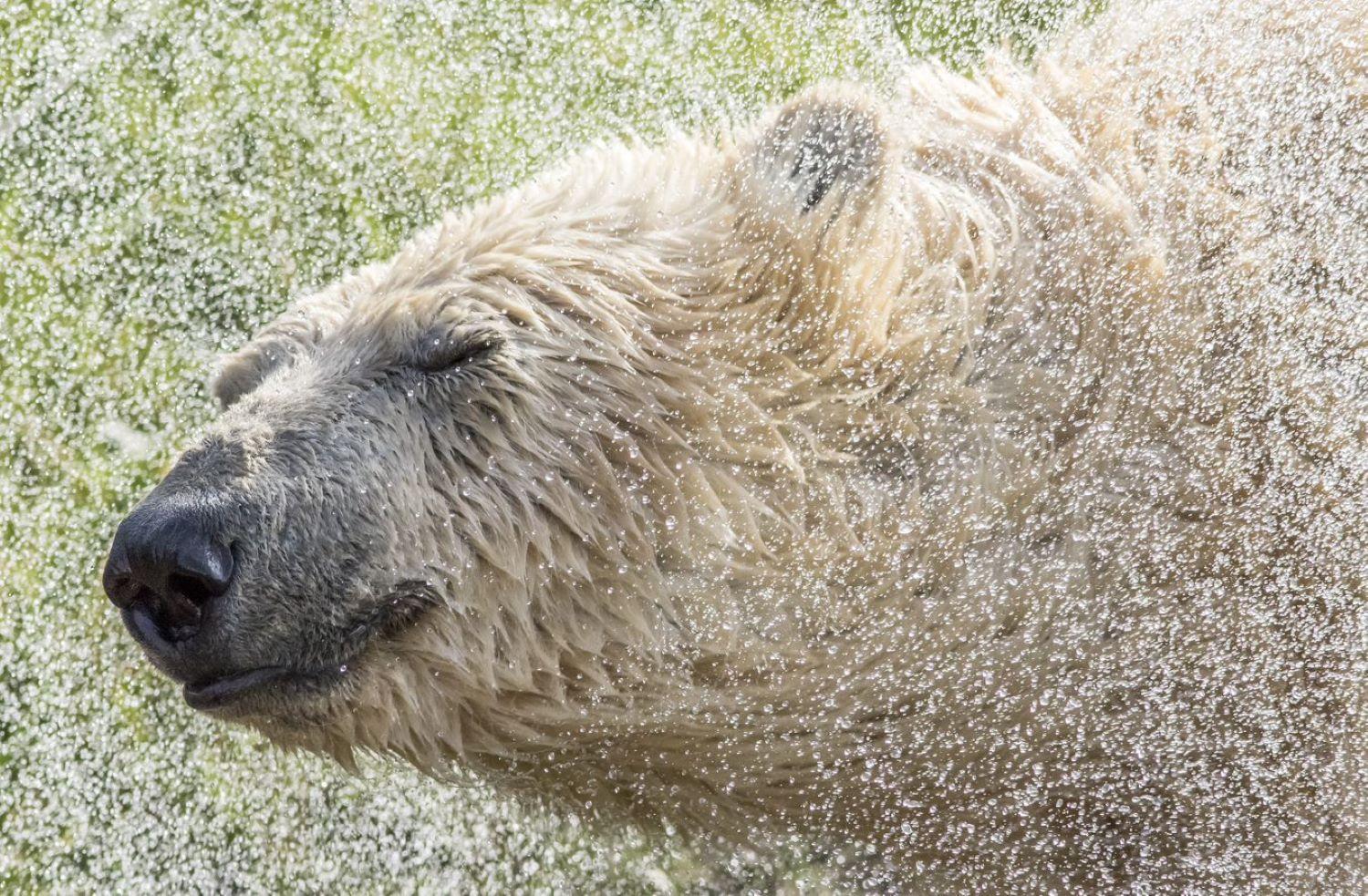 Hex Wildlife Hotel At Yorkshire Wildlife Park ドンカスター エクステリア 写真